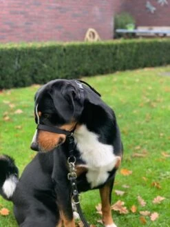 Gentle Leader Hoofdhalster Medium Zwart Beaphar -Hondenartikelen Serie Winkel 900x1200 48