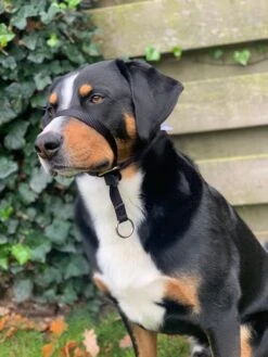 Gentle Leader Hoofdhalster Medium Zwart Beaphar -Hondenartikelen Serie Winkel 900x1200 49