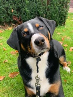 Gentle Leader Hoofdhalster Medium Zwart Beaphar -Hondenartikelen Serie Winkel 900x1200 50