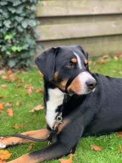 Gentle Leader Hoofdhalster Medium Zwart Beaphar -Hondenartikelen Serie Winkel 900x1200 51