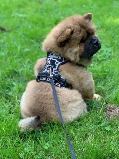 Antitrek Hondentuigje - Middelgrote Honden - Luipaard - Maat M - Borstring - Reflecterend -Hondenartikelen Serie Winkel 900x1200 59