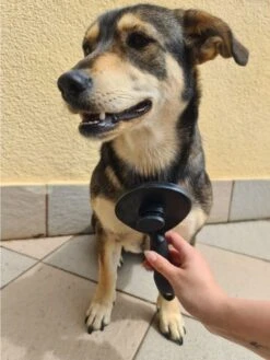 Purlov Zelfreinigende Kattenborstel En Hondenborstel - Haarverwijderaar Voor Huisdieren - Hondenborstel -Hondenhaar Kattenhaar Verwijderaar 15 Purlov Zelfreinigende Kattenborstel En Hondenborstel - Haarverwijderaar Voor Huisdieren - Hondenborstel -Hondenhaar Kattenhaar Verwijderaar -Hondenartikelen Serie Winkel 901x1200 6