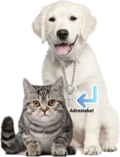 Hondenartikelen Serie Winkel 15 Hondenartikelen Serie Winkel -Hondenartikelen Serie Winkel 920x1200