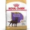 Royal Canin Labrador Retriever Sterilised 12 KG -Hondenartikelen Serie Winkel 923x1200