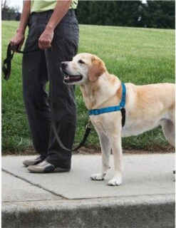 PetSafe Easy Walk® Deluxe Harness - Hondentuig - Blauw - L -1,8 M -Hondenartikelen Serie Winkel 925x1200 2