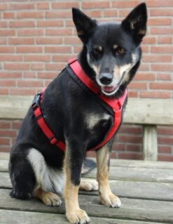 Annyx Hondentuig Harnas Zwart Rood - Y Model - Maat S Is Geschikt Voor Borstomvang 52-64cm. -Hondenartikelen Serie Winkel 928x1200 2