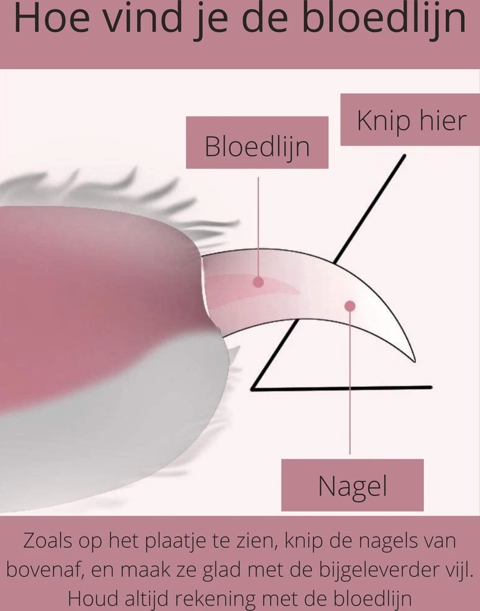 Professionele Nagelschaar | Nagelschaar Hond | Nagelschaar Kat | Nagelknipper Hond En Kat | Nagelknipper Kat| Nagelknipper Hond | NagelTang Dieren | Poot Verzorging 4 Professionele Nagelschaar | Nagelschaar Hond | Nagelschaar Kat | Nagelknipper Hond En Kat | Nagelknipper Kat| Nagelknipper Hond | NagelTang Dieren | Poot Verzorging - Afbeelding 2