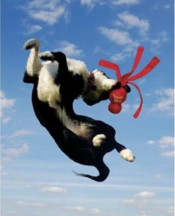 Kong Wubba - Hondenspeelgoed - Assorti - S: 24 Cm -Hondenartikelen Serie Winkel 973x1200 3